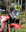 AQ "Rallye Sport" Frontale trasparente