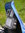 Windschild  "Rallye" HONDA RD07A